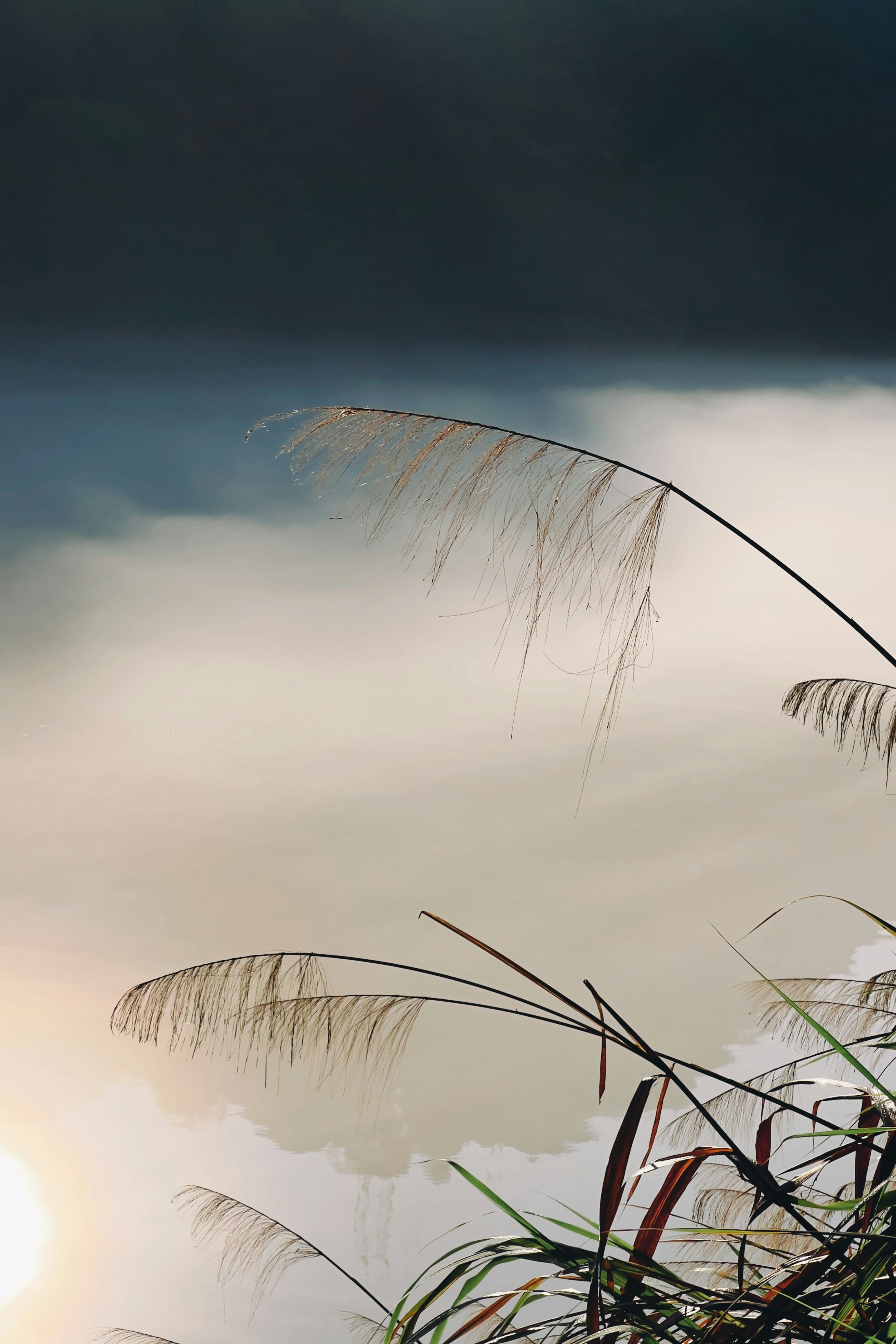 a close up of some grass