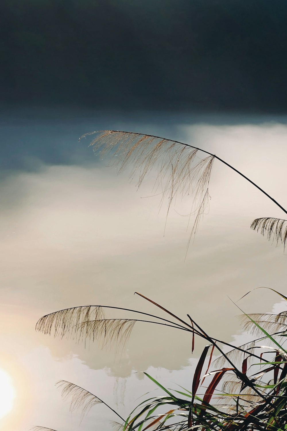 a close up of some grass