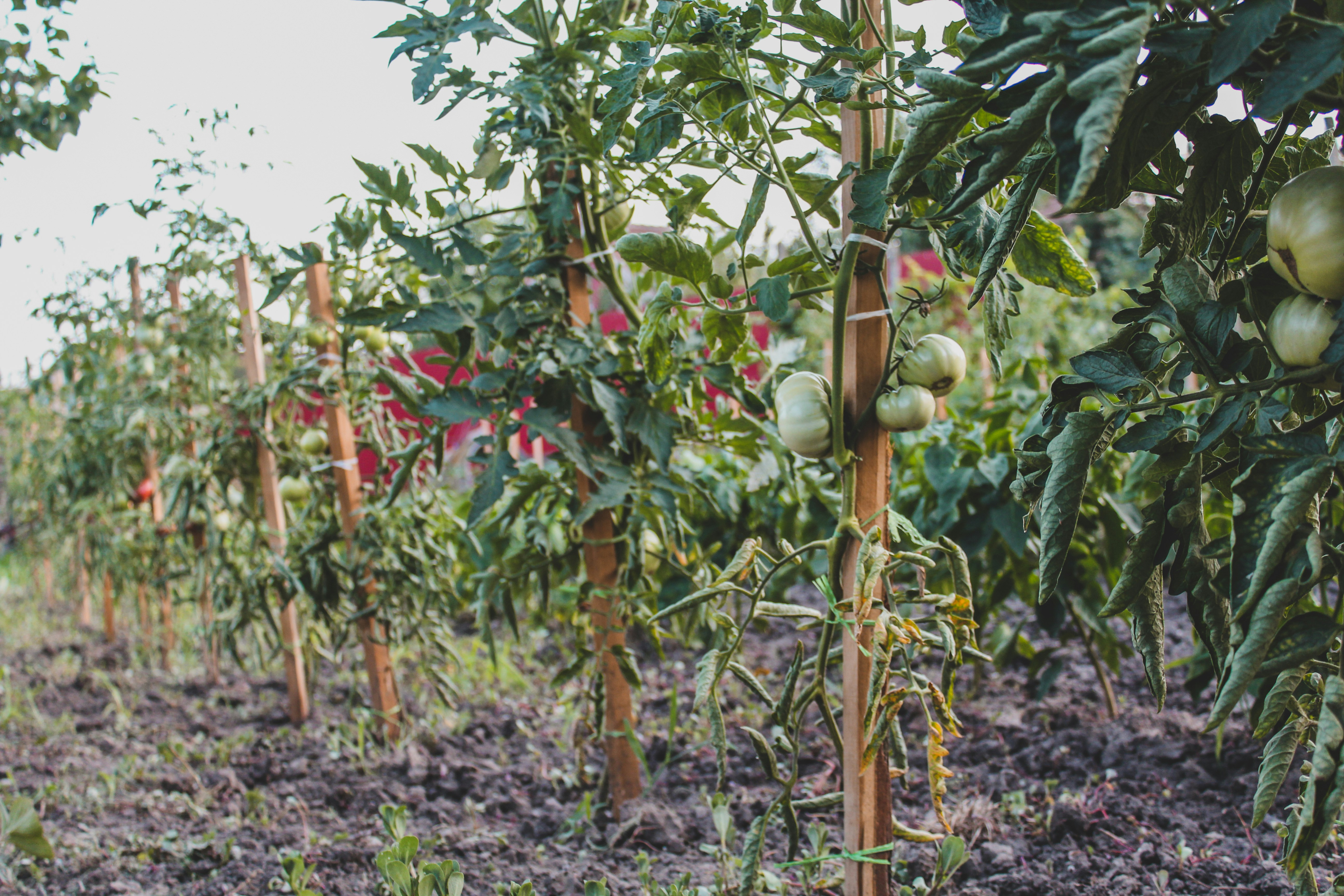 Photo by czapp_arpad