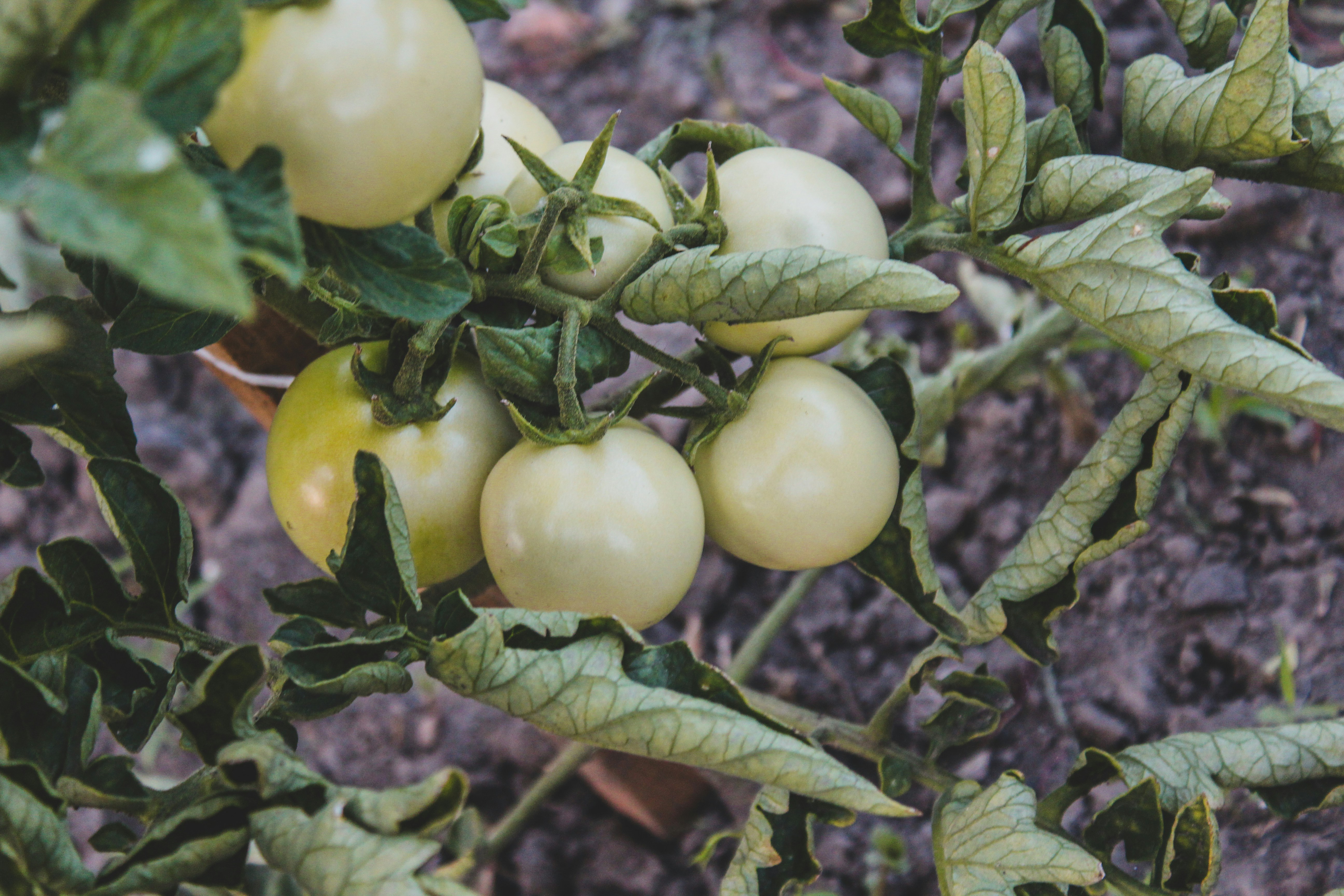 Photo by czapp_arpad