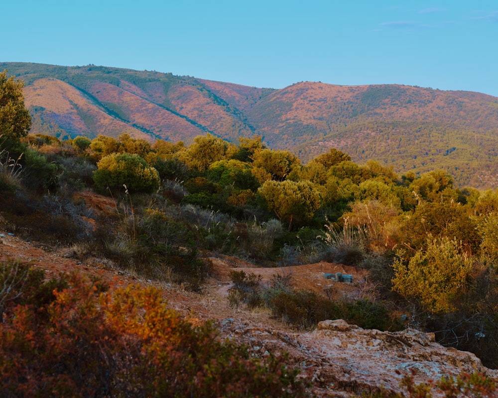 a landscape with trees and bushes