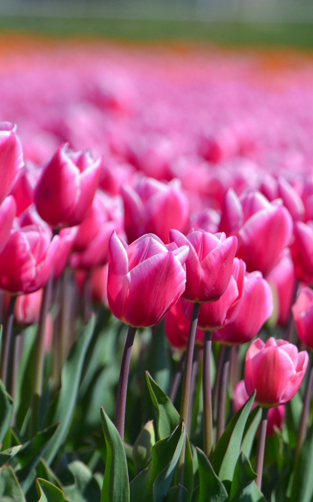 a group of pink flowers