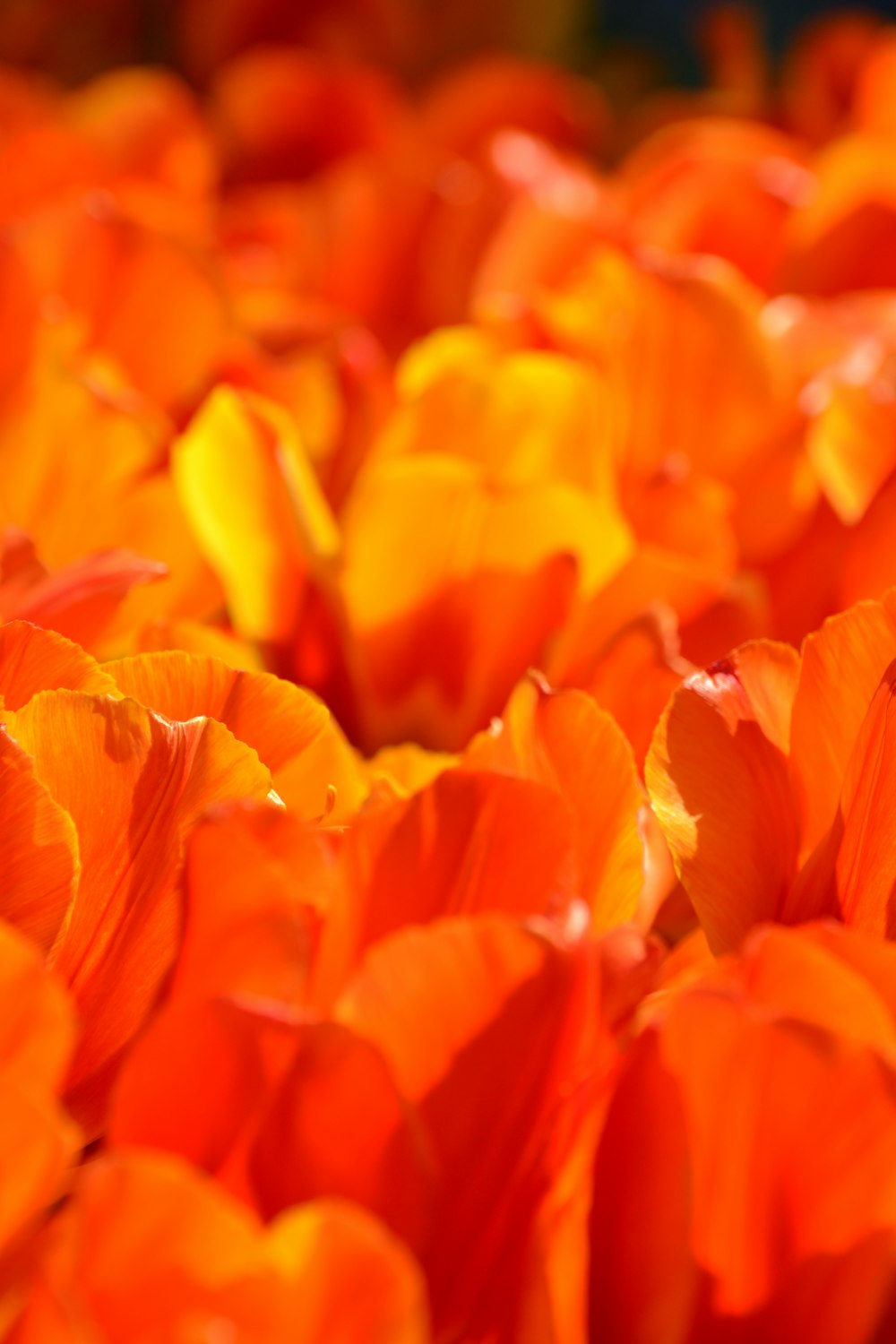 a close up of a bunch of orange flowers