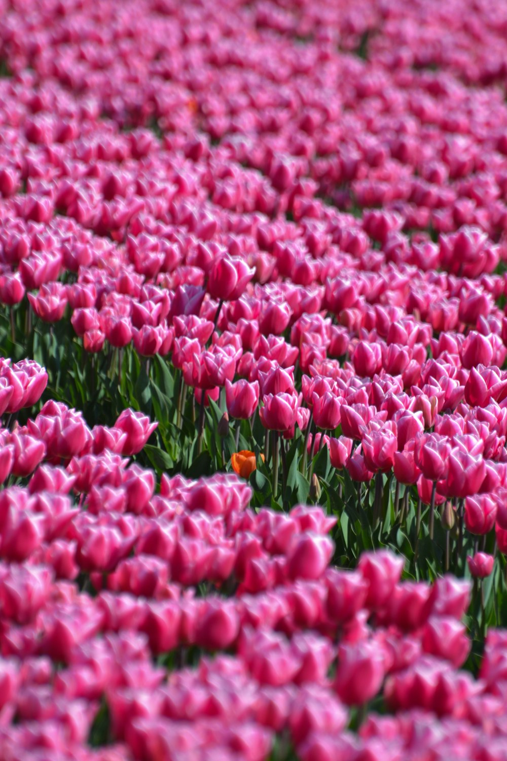 a field of pink flowers