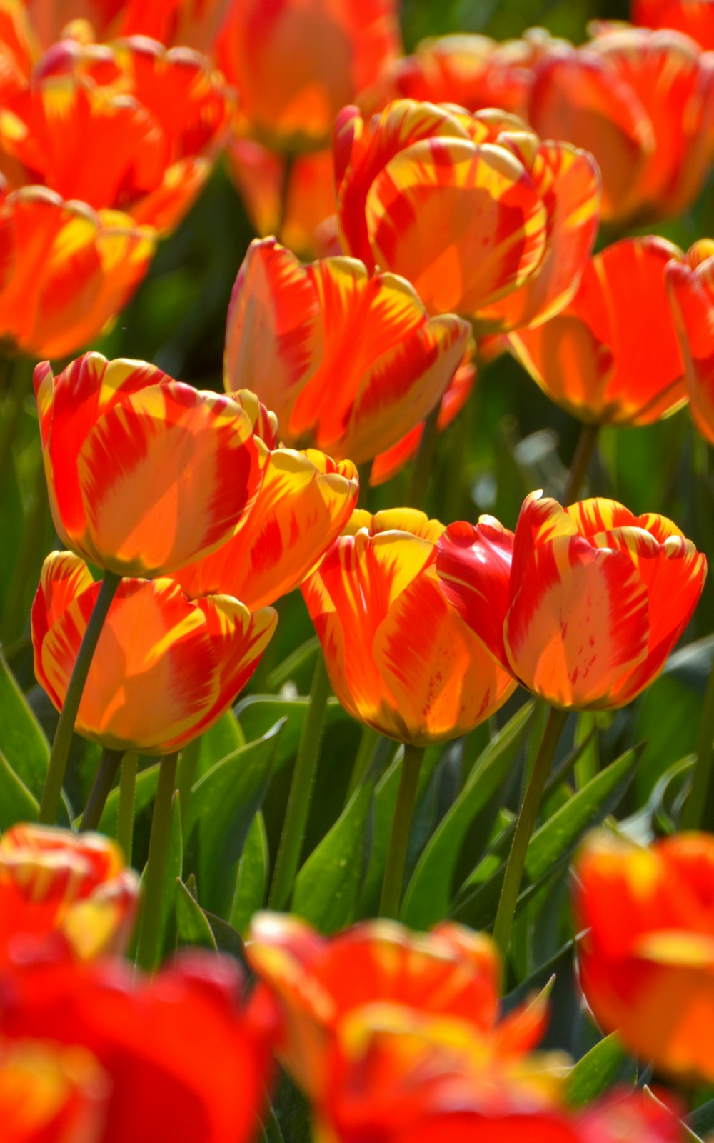 a group of red flowers