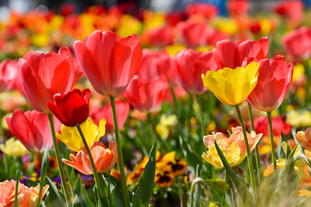 a field of colorful flowers