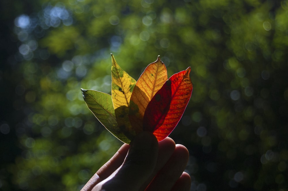 a hand holding a leaf