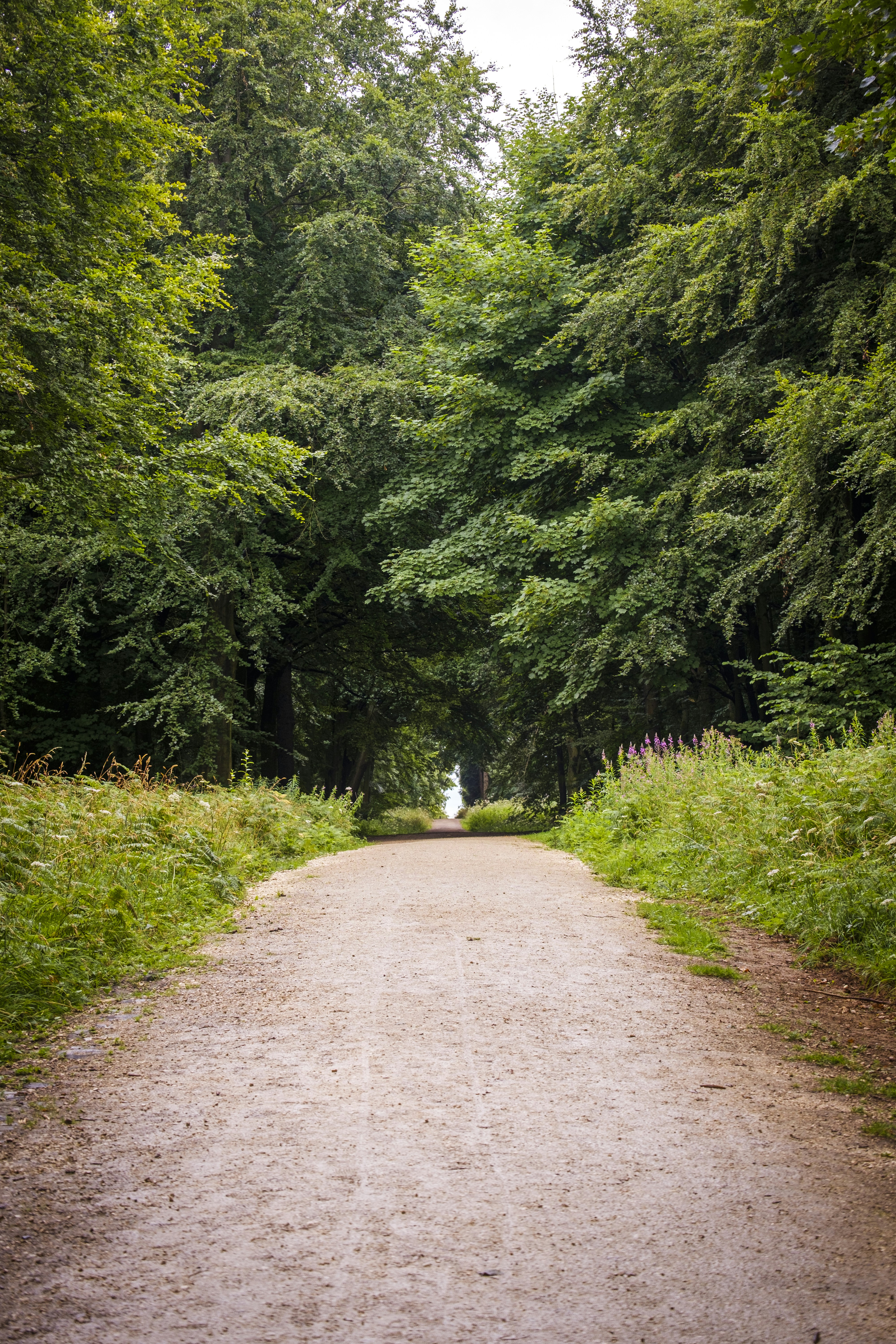 a dirt road surrounded by trees
