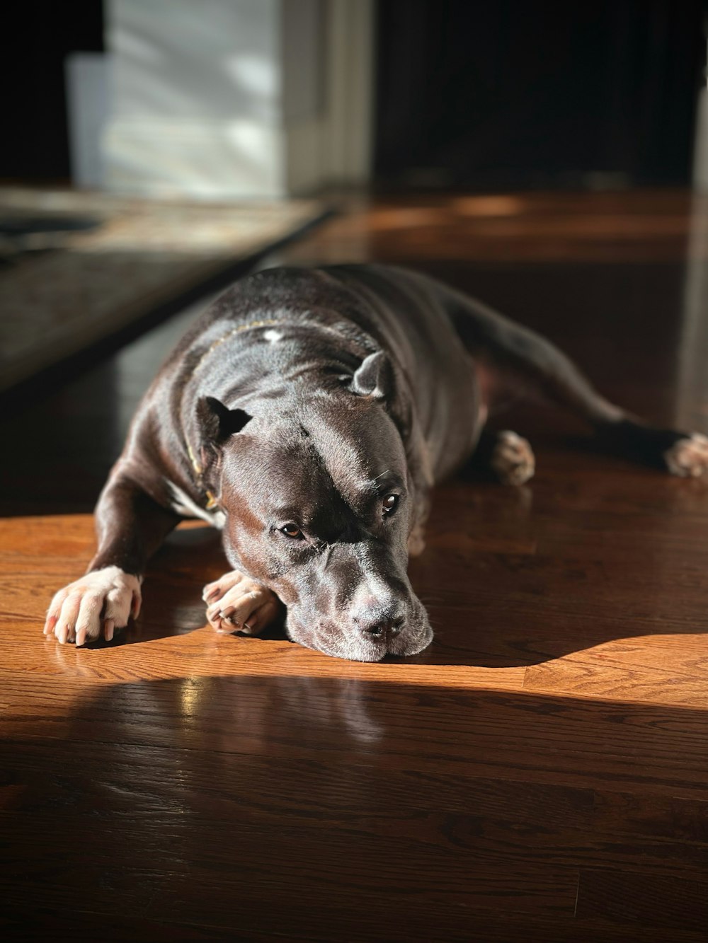 a dog lying on a wood floor