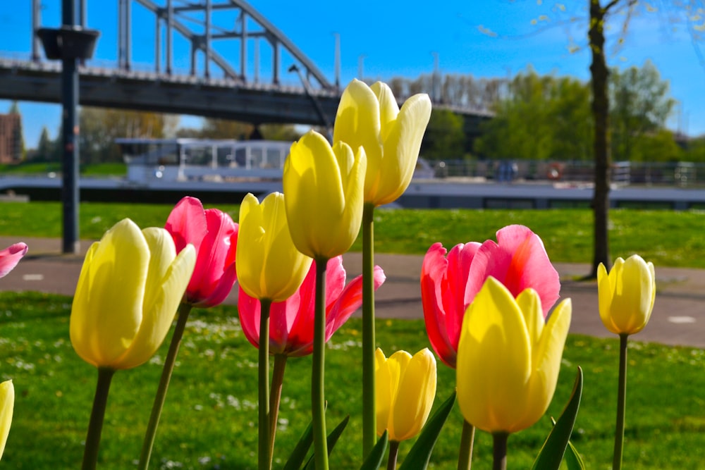 a group of tulips in a field