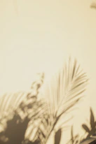 a close up of a plant