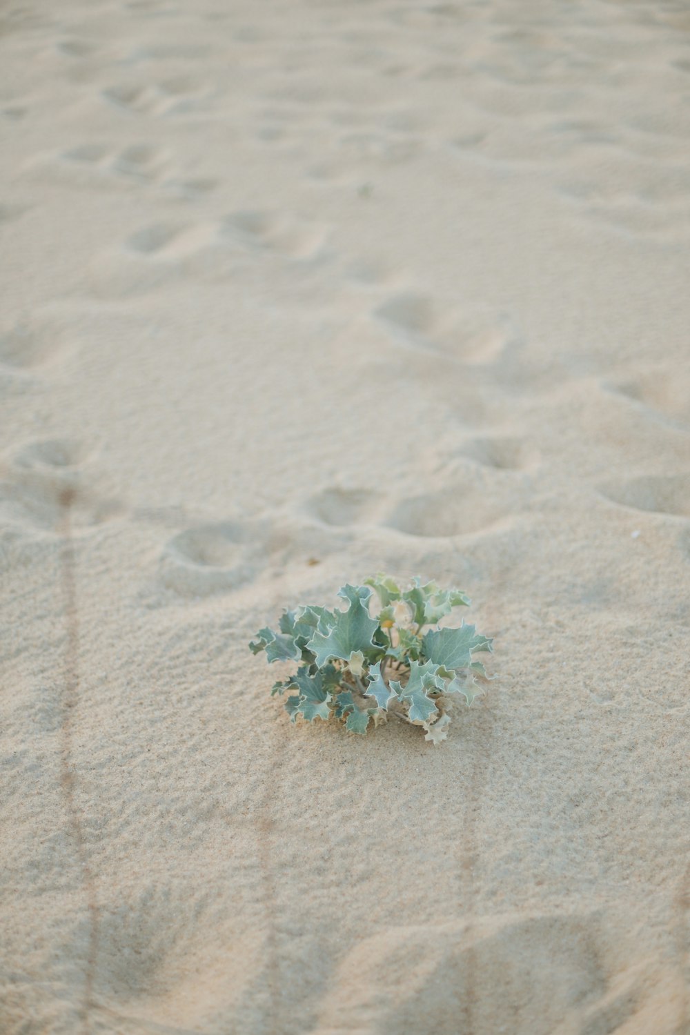 a plant on the sand