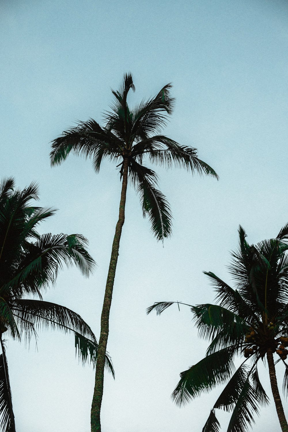 a group of palm trees