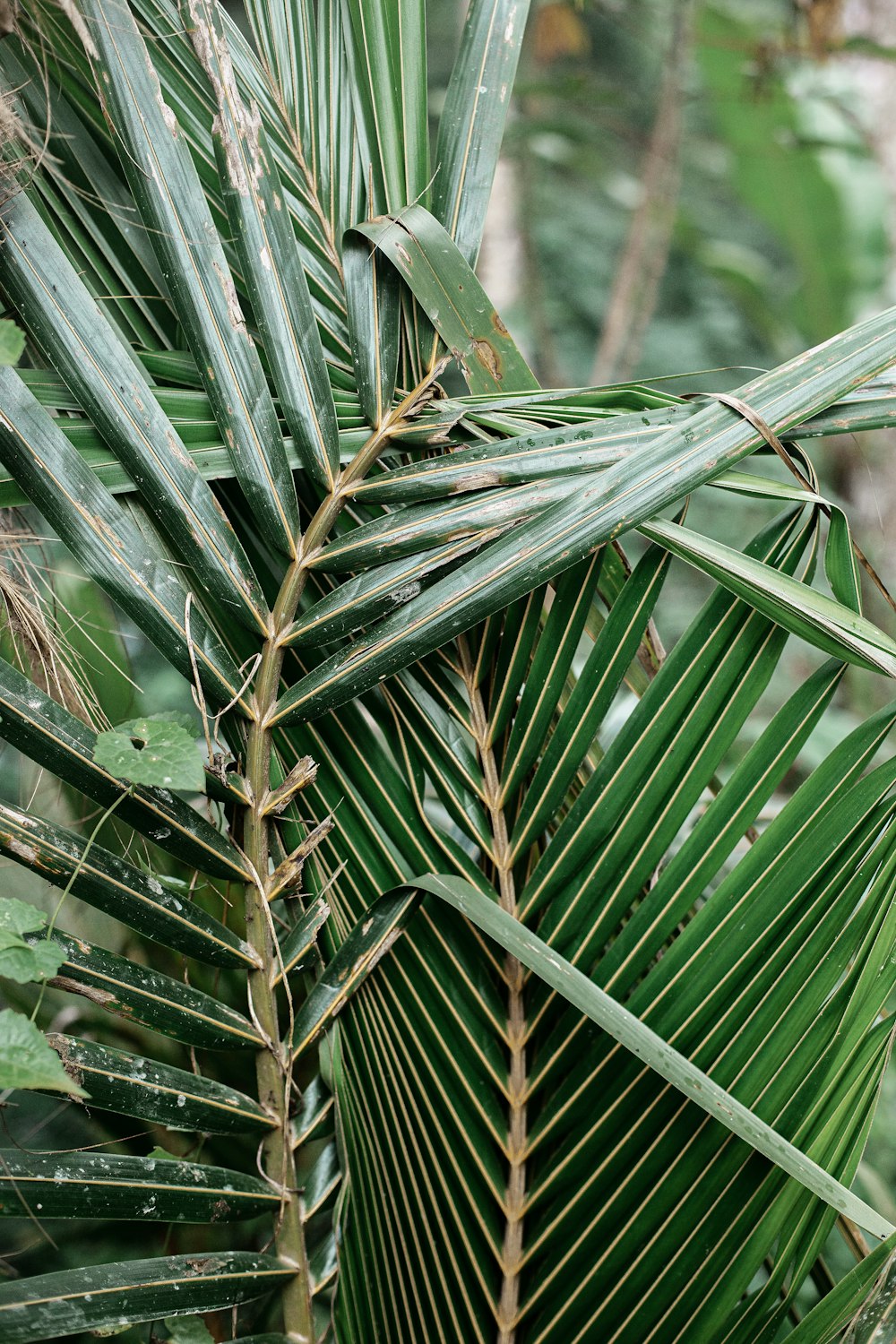 a close up of a plant