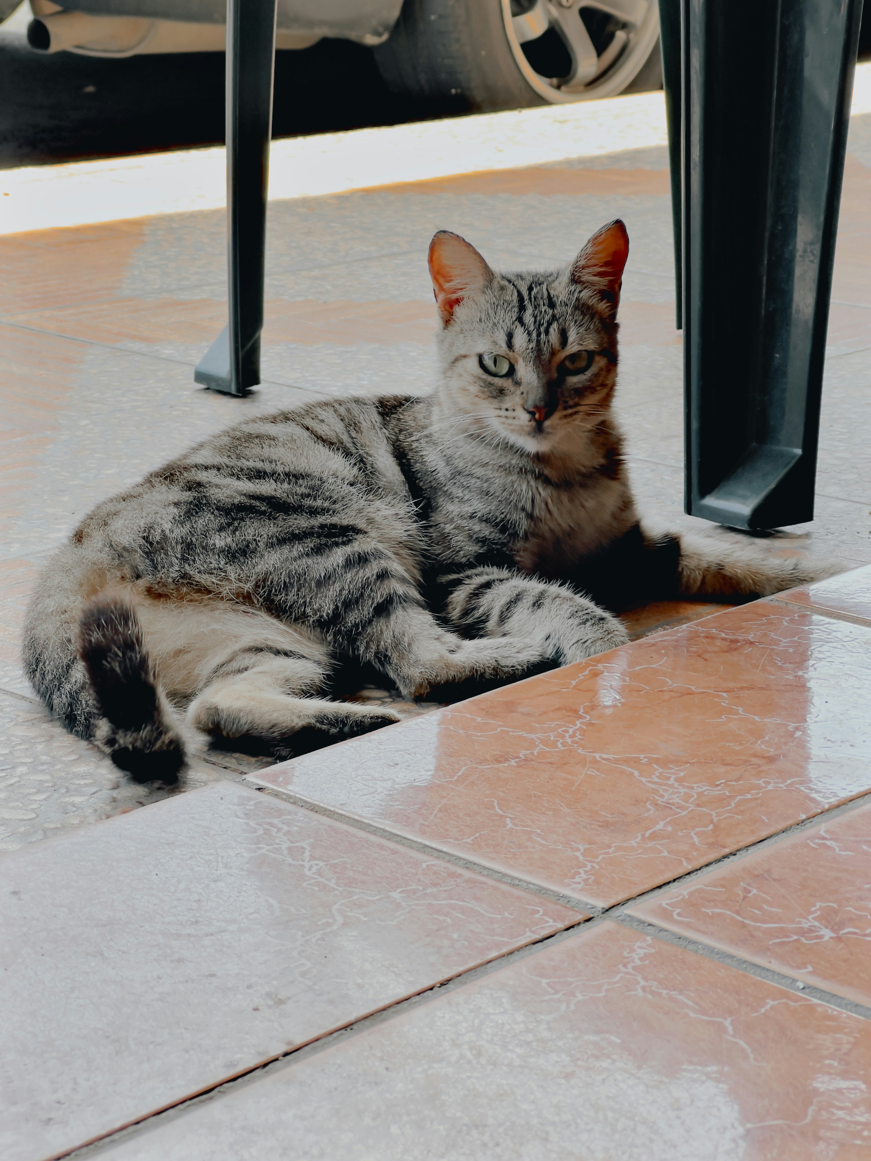 a cat lying on the ground