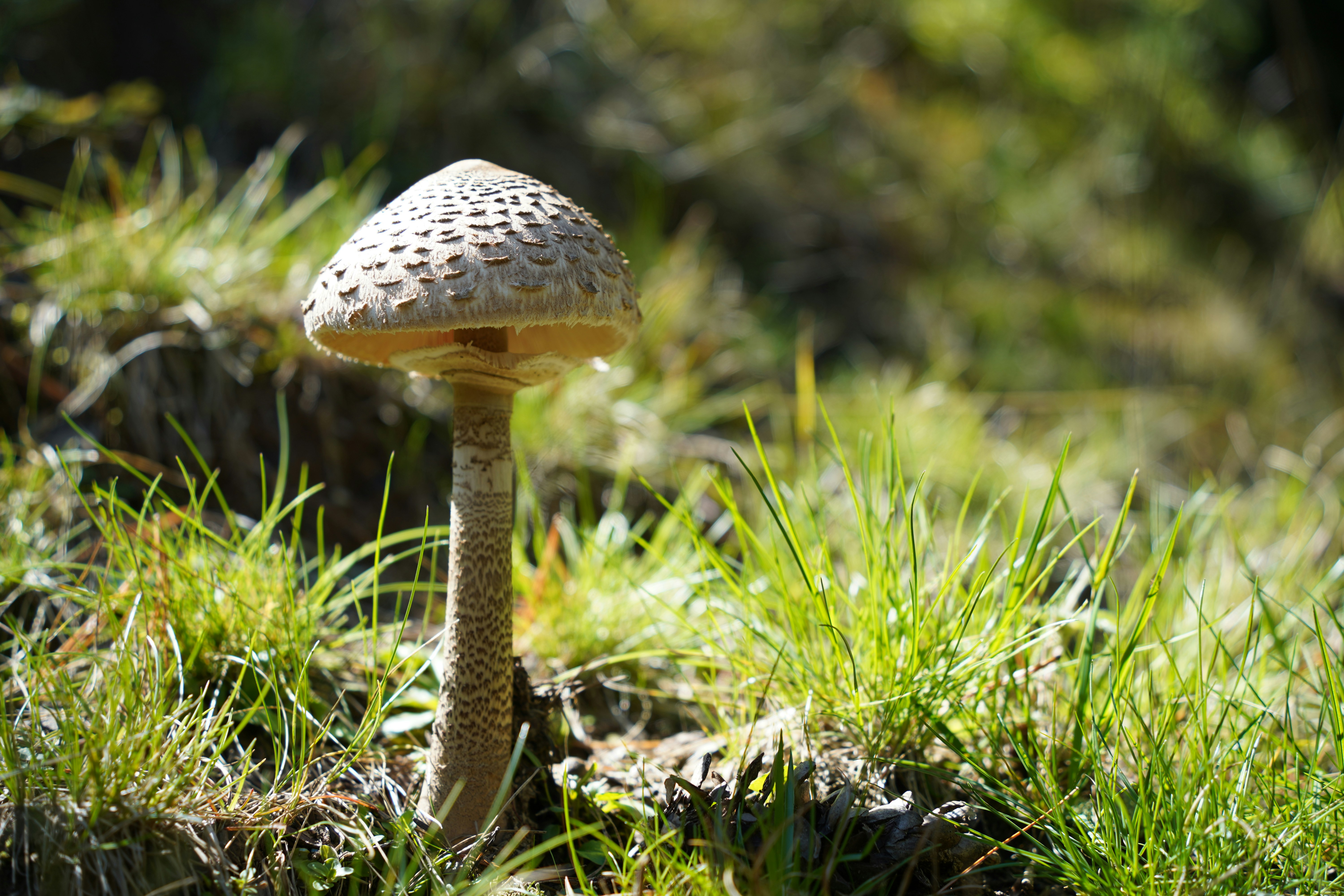 Photo by shpetimujkani