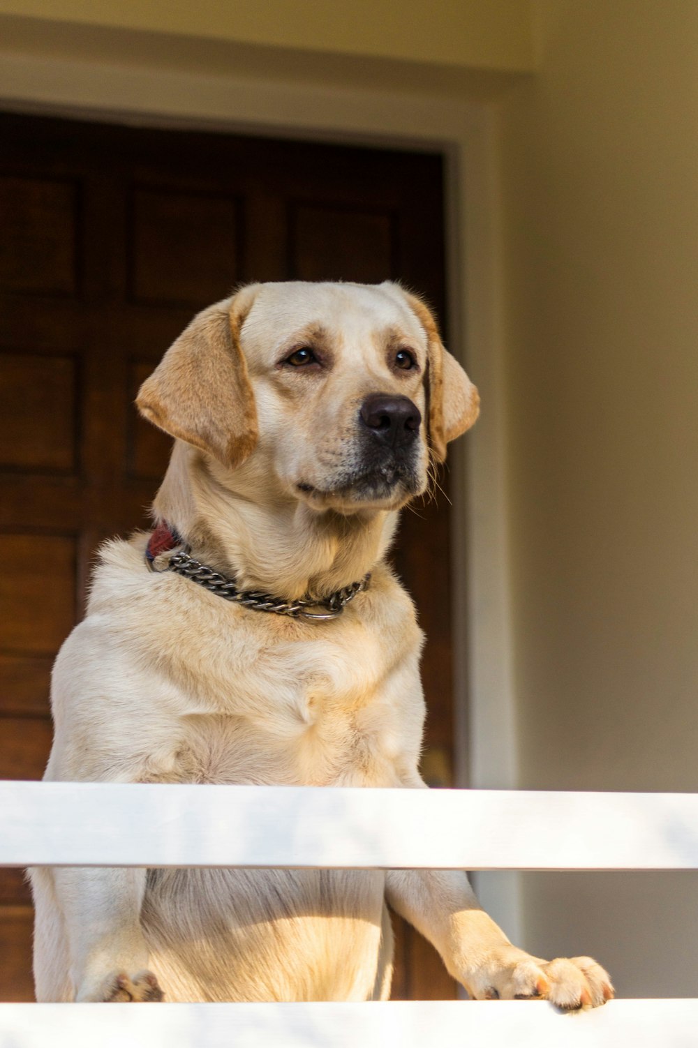 a dog sitting on a chair