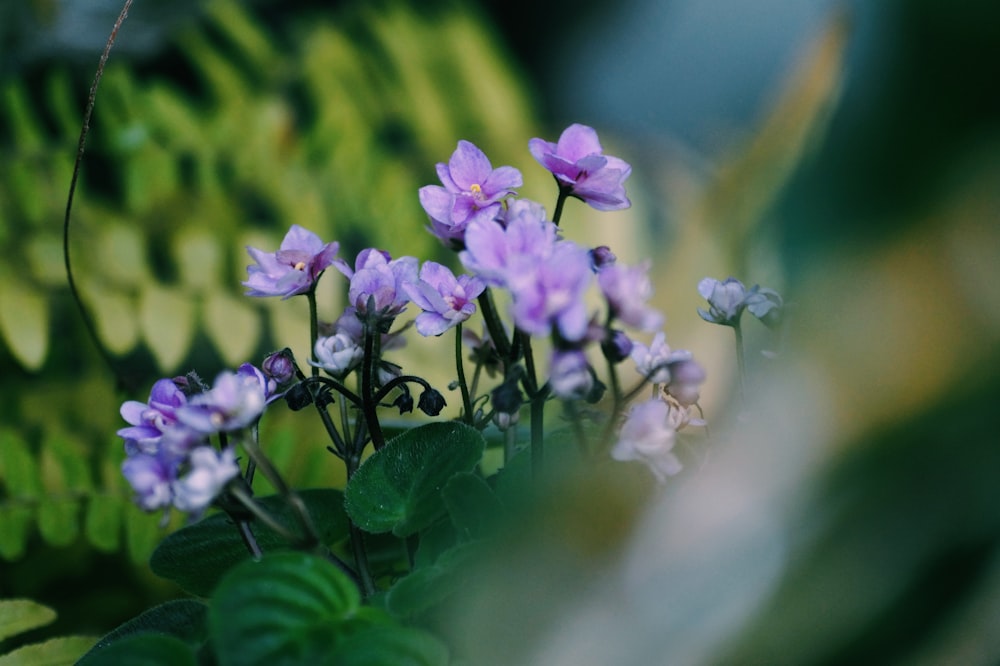 a close up of a flower