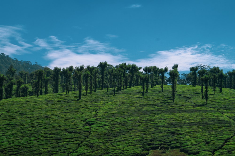 a field of green grass with trees in the background