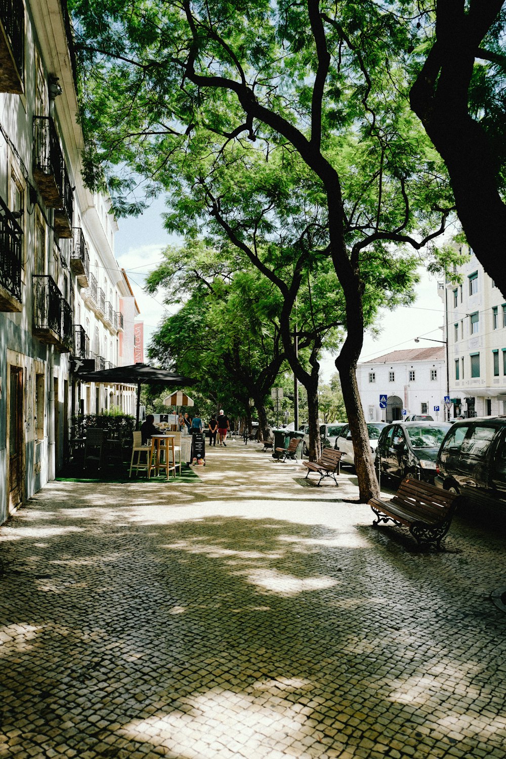 a tree in a city