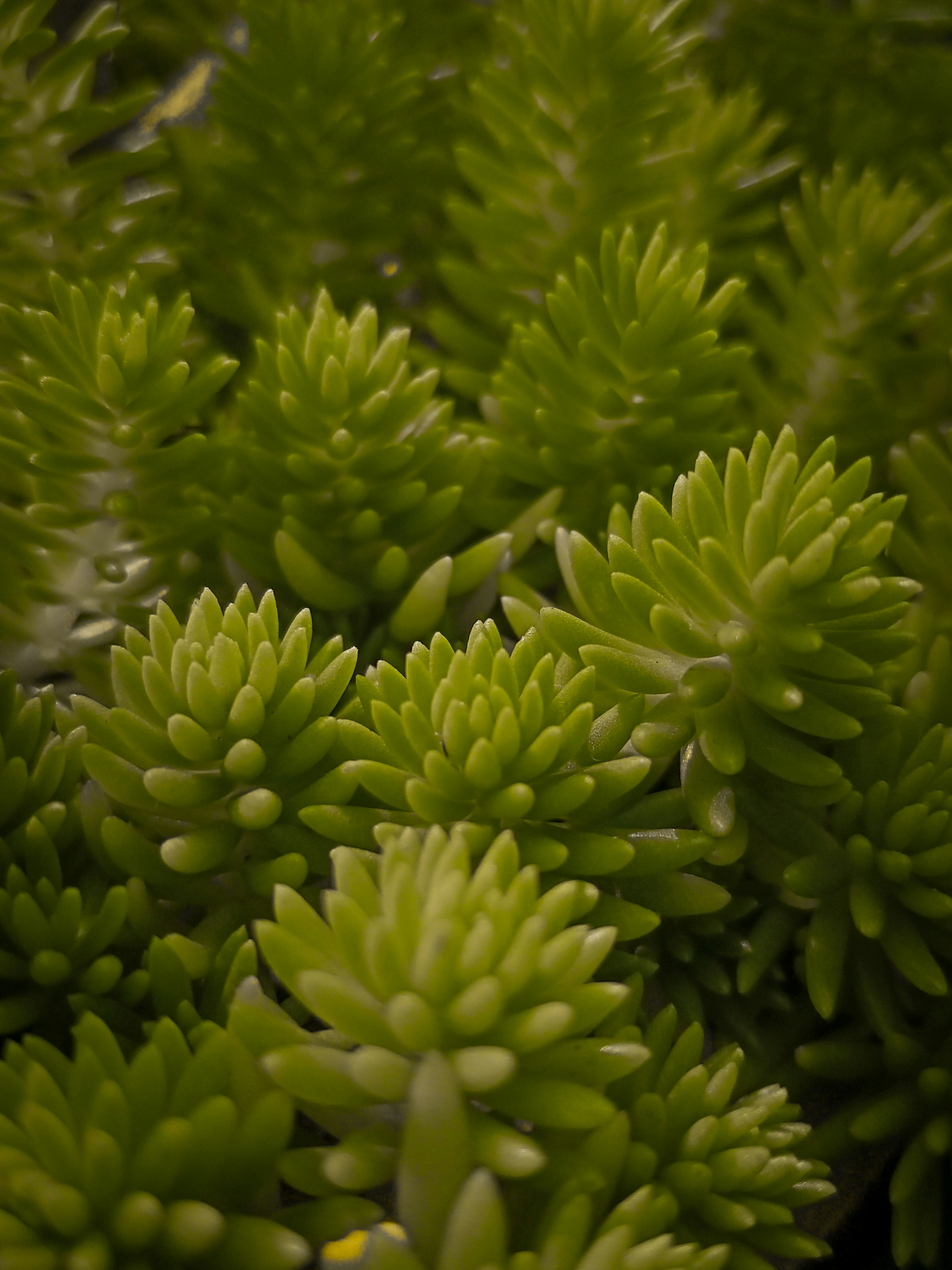 Photo by bijanmurmu