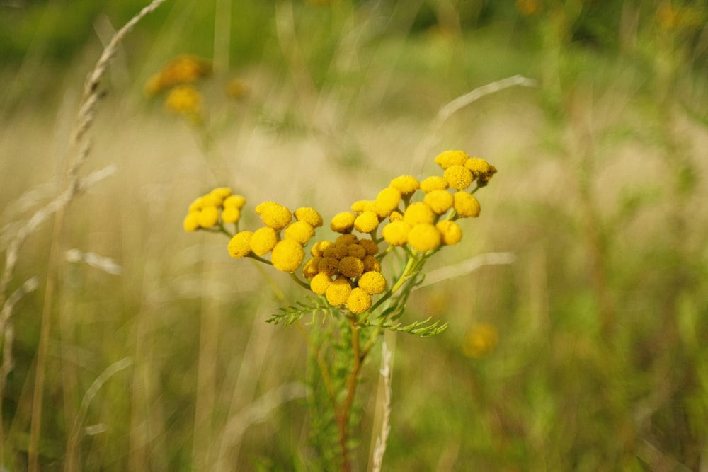 a close-up of a plant with yellow flowers
