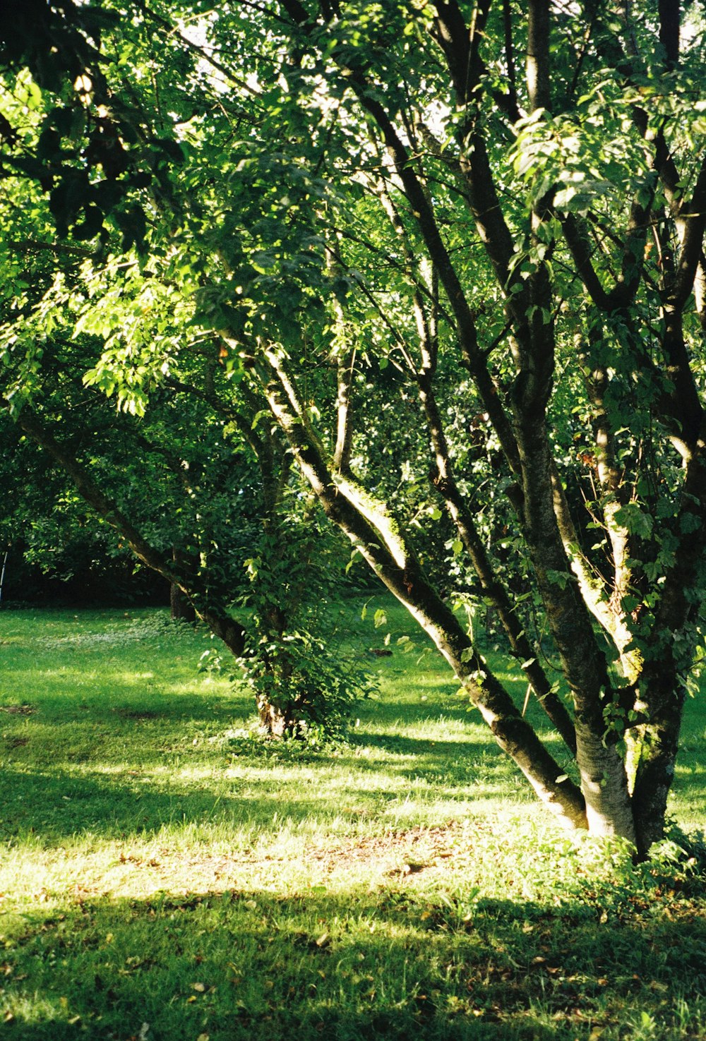 a tree with many branches