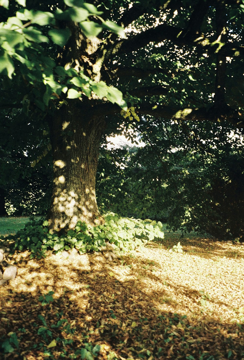 a tree with a large trunk