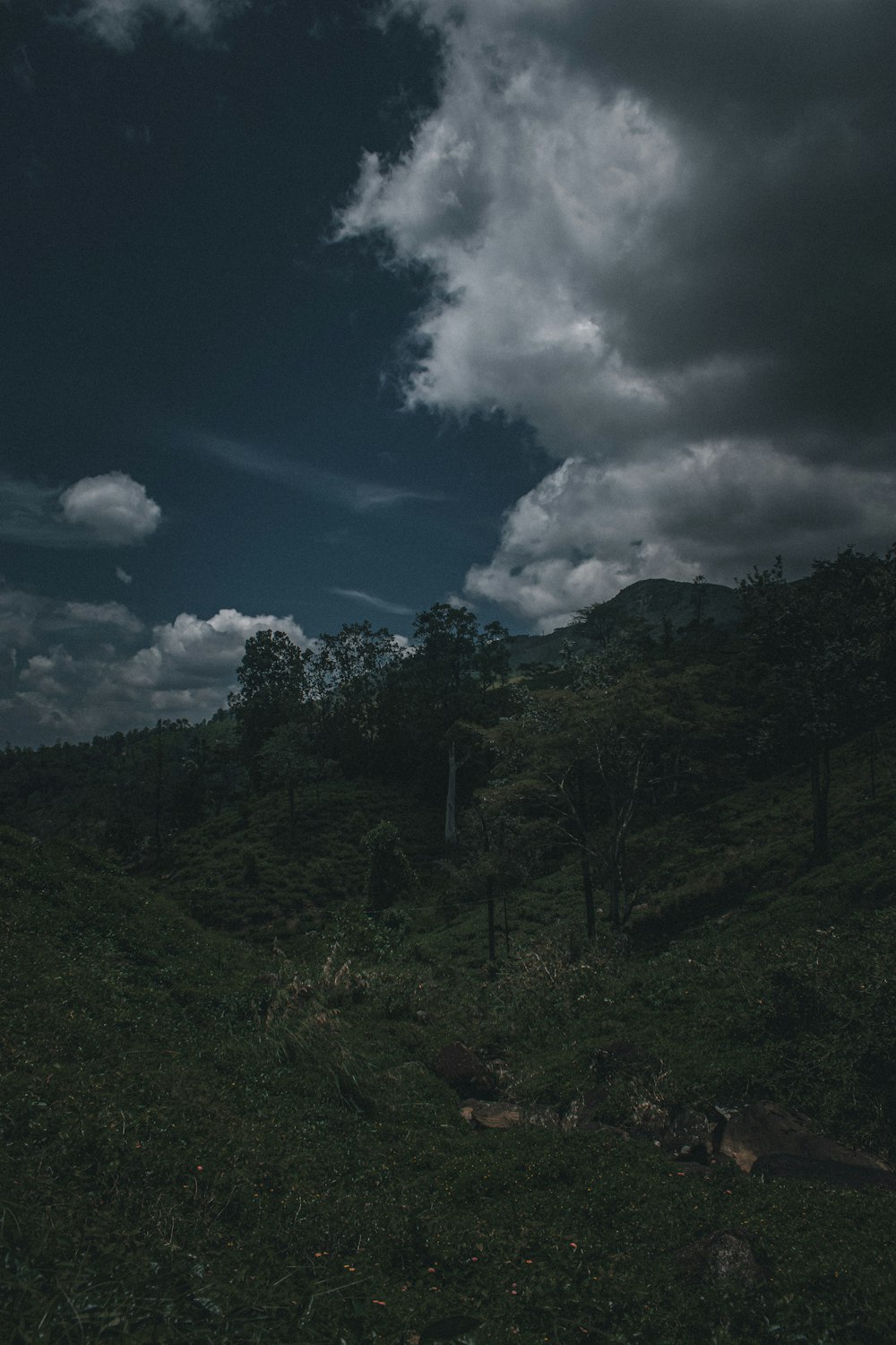 Un paysage avec des arbres et des nuages