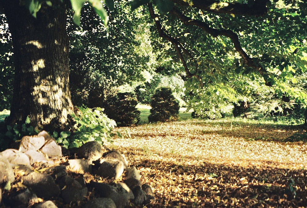 a path through a forest