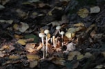 a group of mushrooms growing in the ground