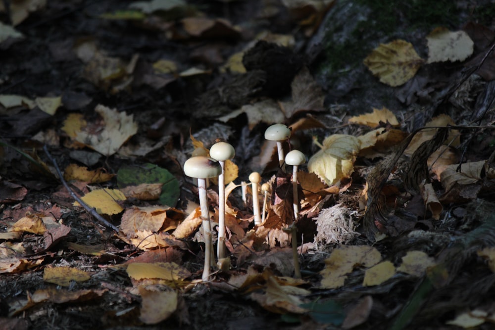 a group of mushrooms growing in the ground
