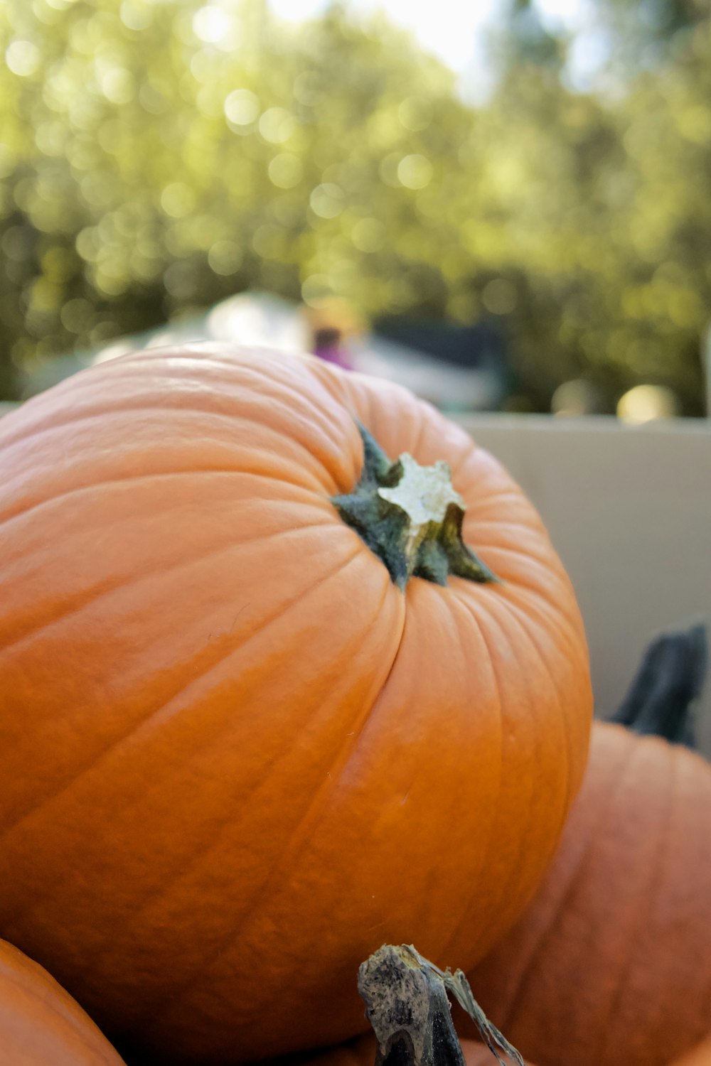 a close up of a pumpkin