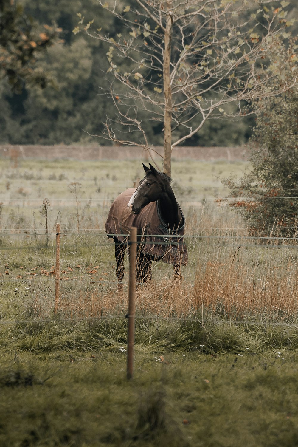 Ein Pferd steht hinter einem Zaun