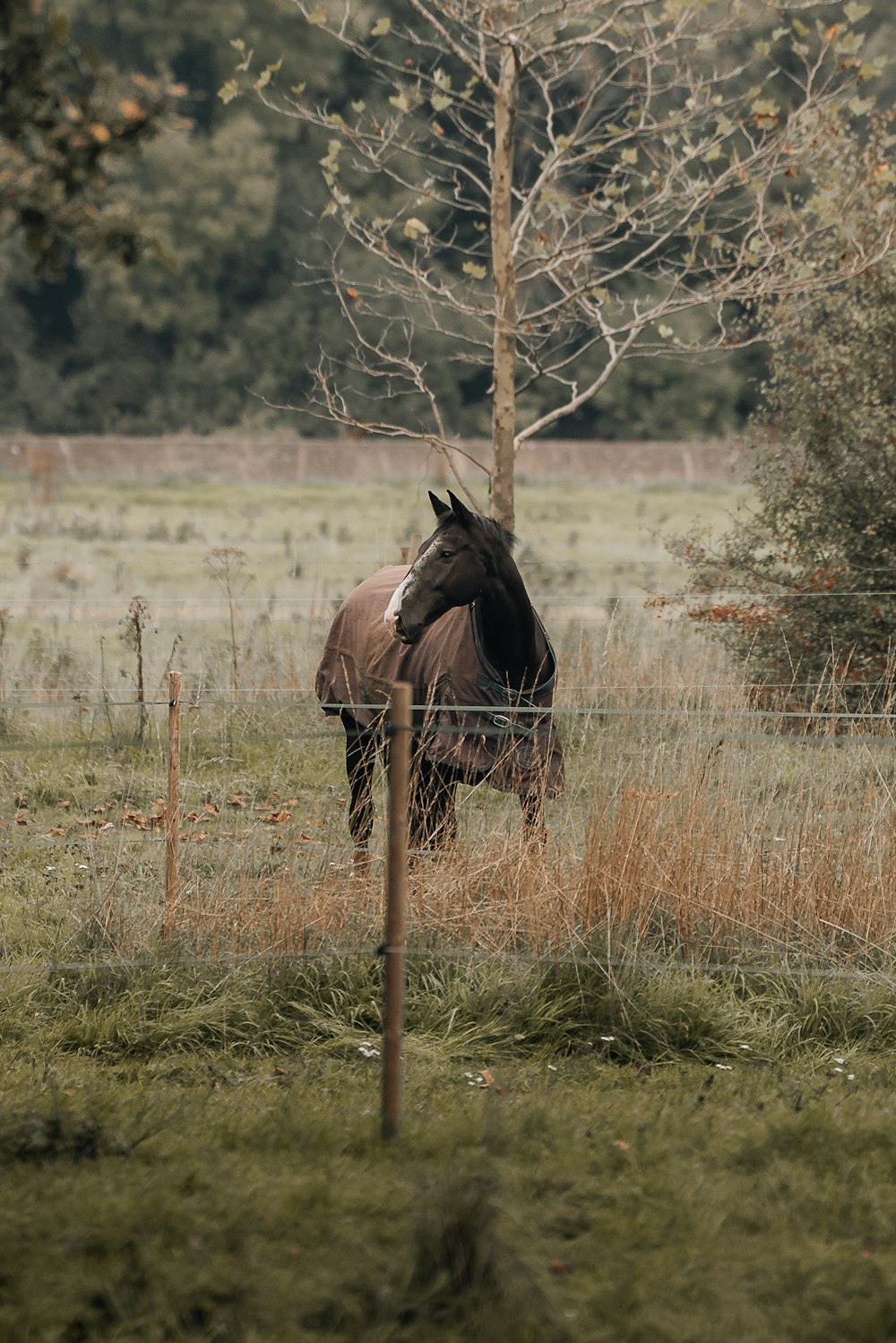 a horse standing behind a fence