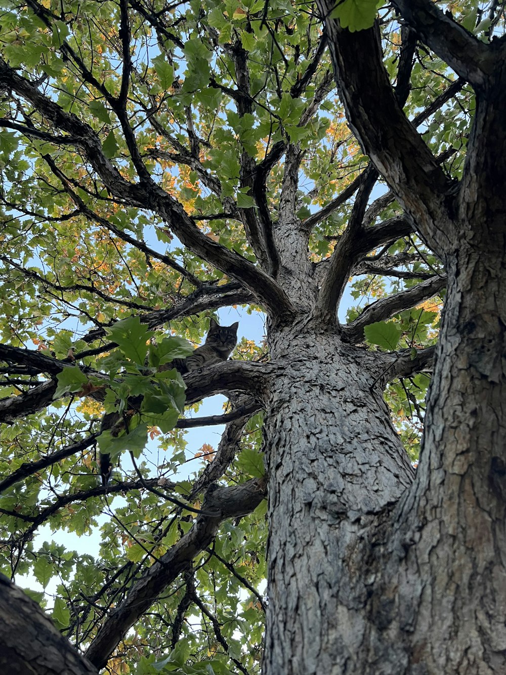 a tree with many branches and leaves
