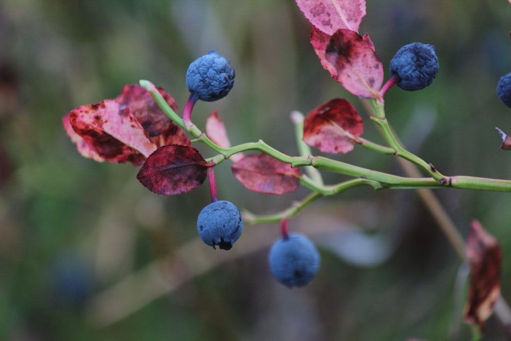 blue berries on a branch