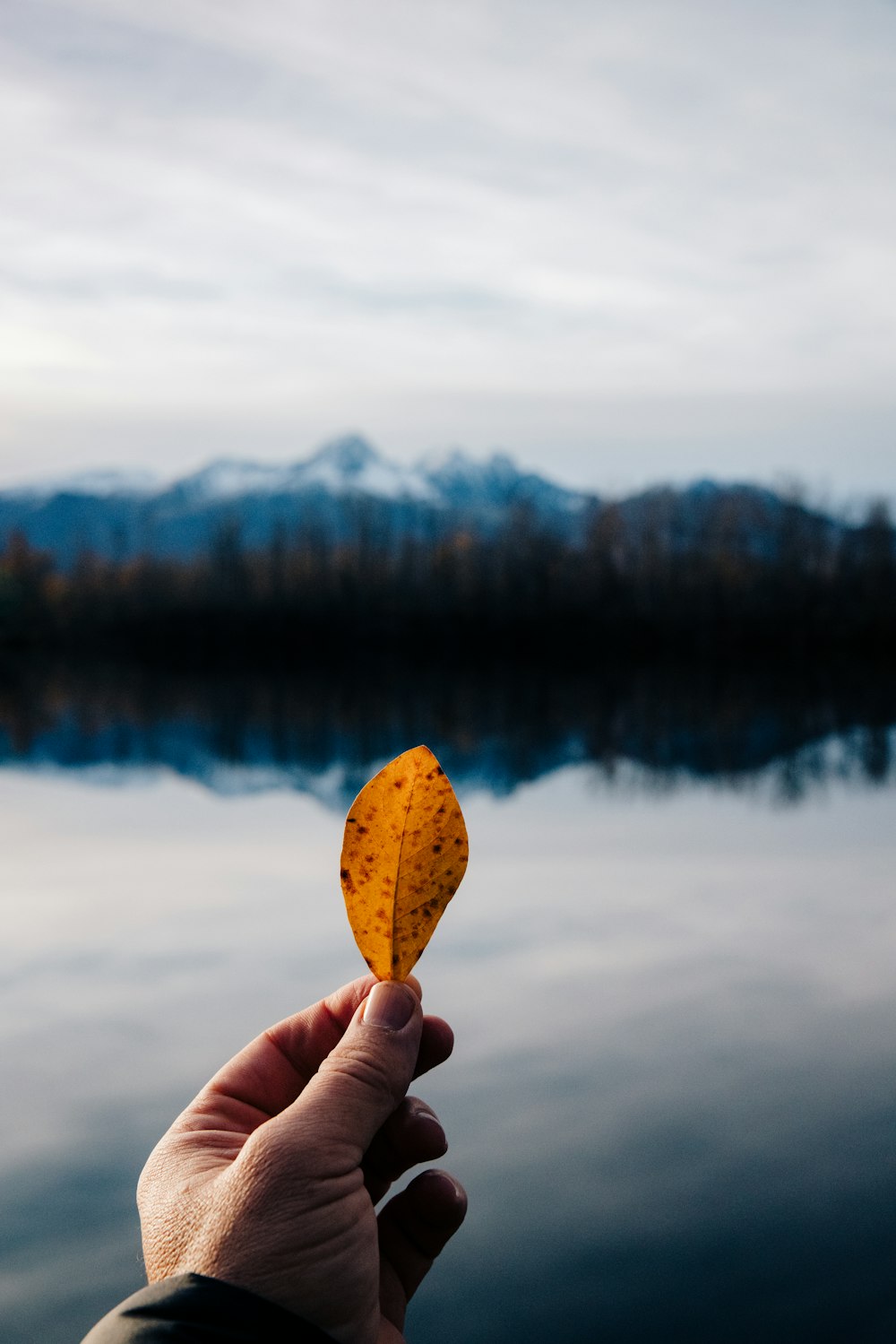 a hand holding a leaf in front of a lake