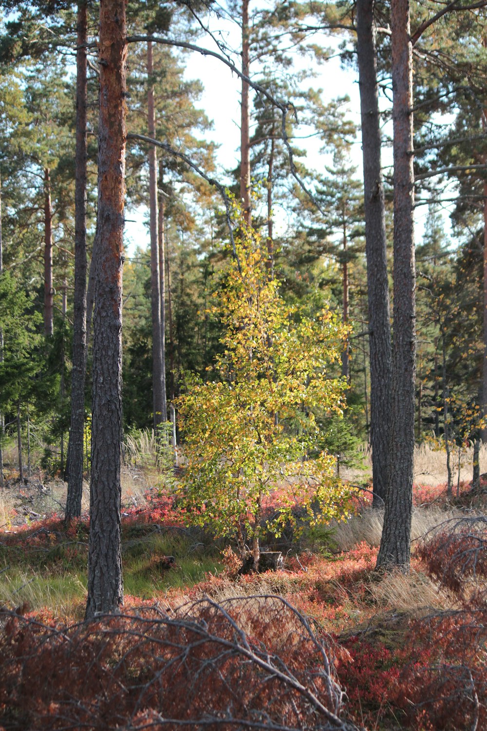 a forest with trees and plants