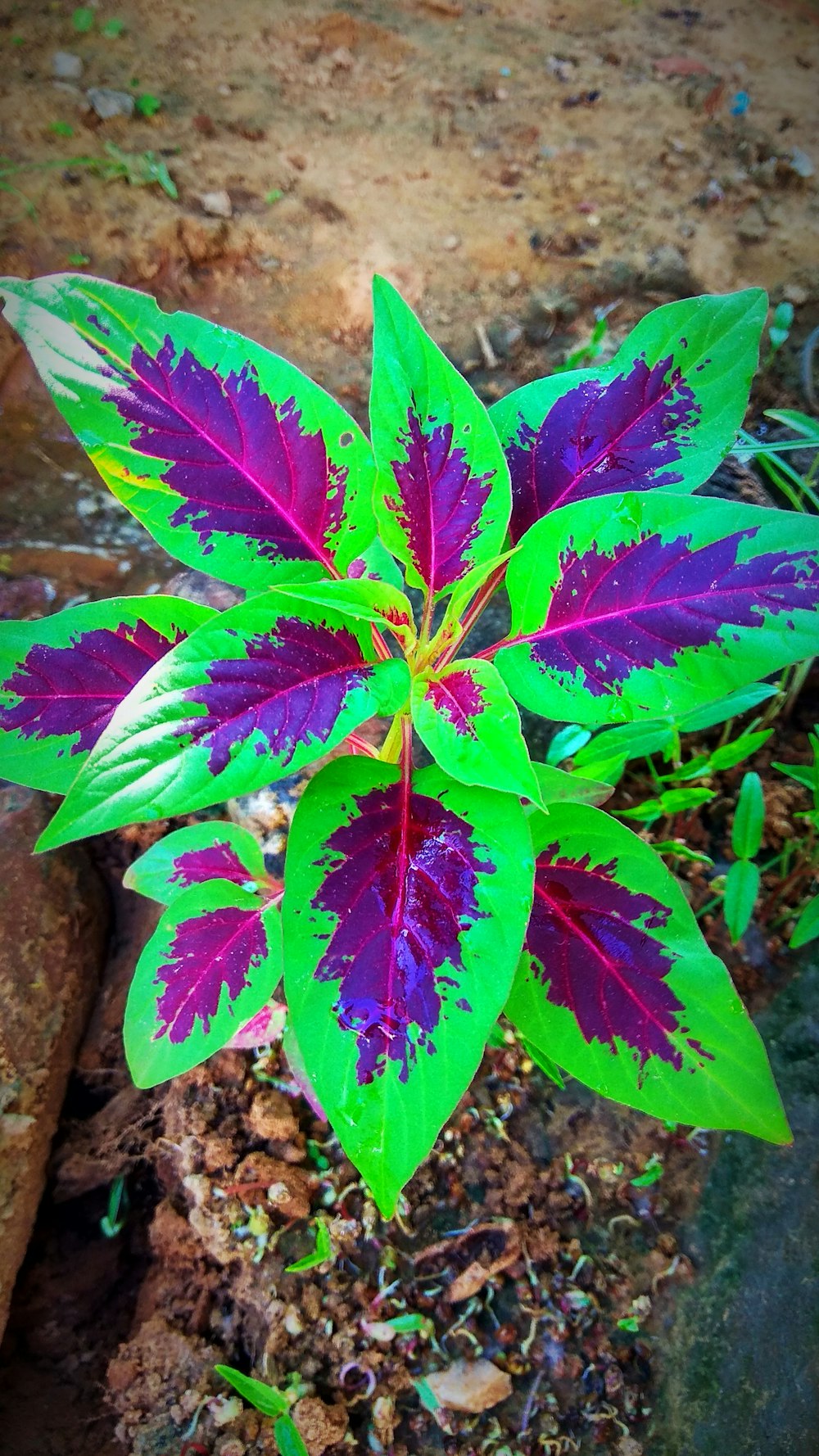 a purple flower with green leaves