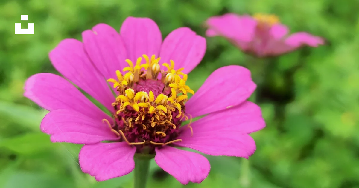 A close up of a flower photo – Free Pollen Image on Unsplash