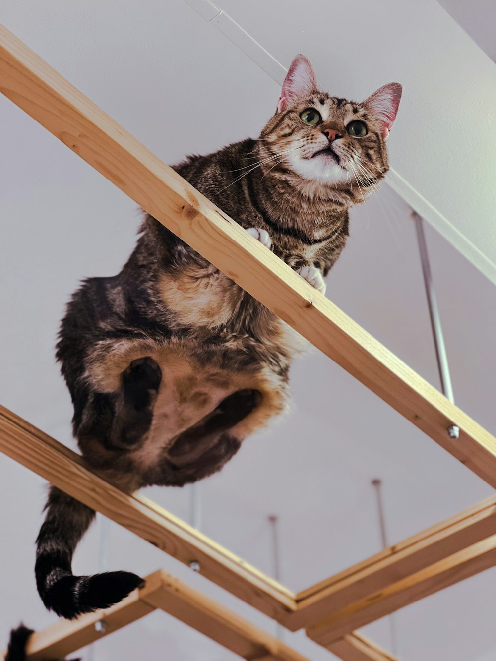 a cat sitting on a wood ledge