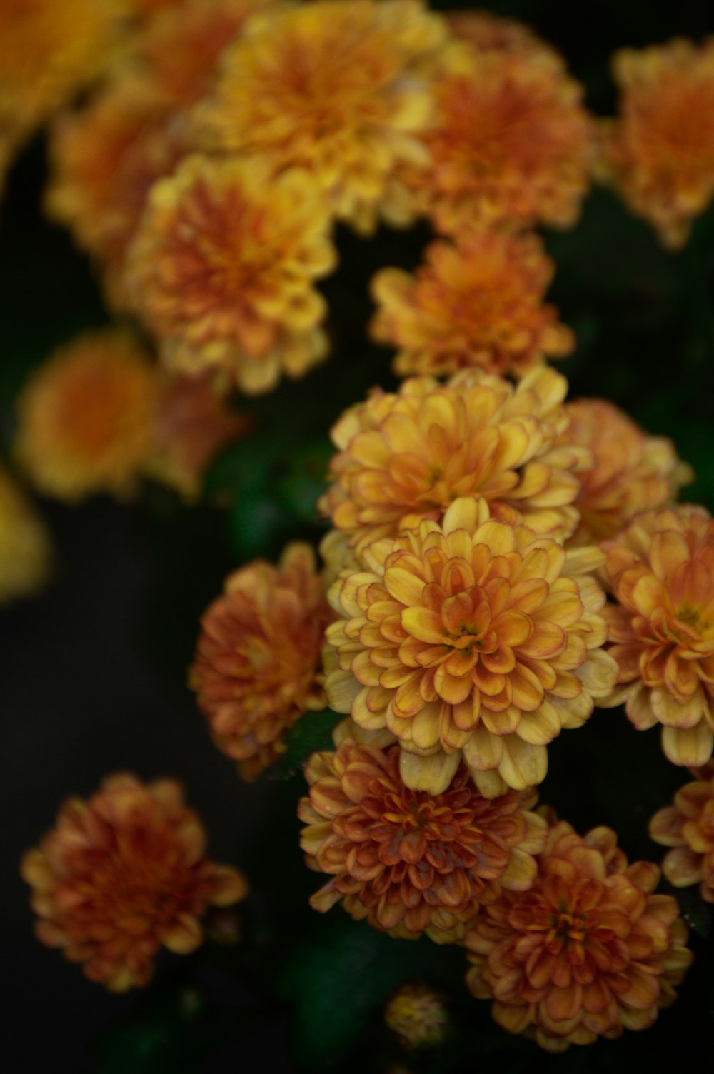 a group of flowers