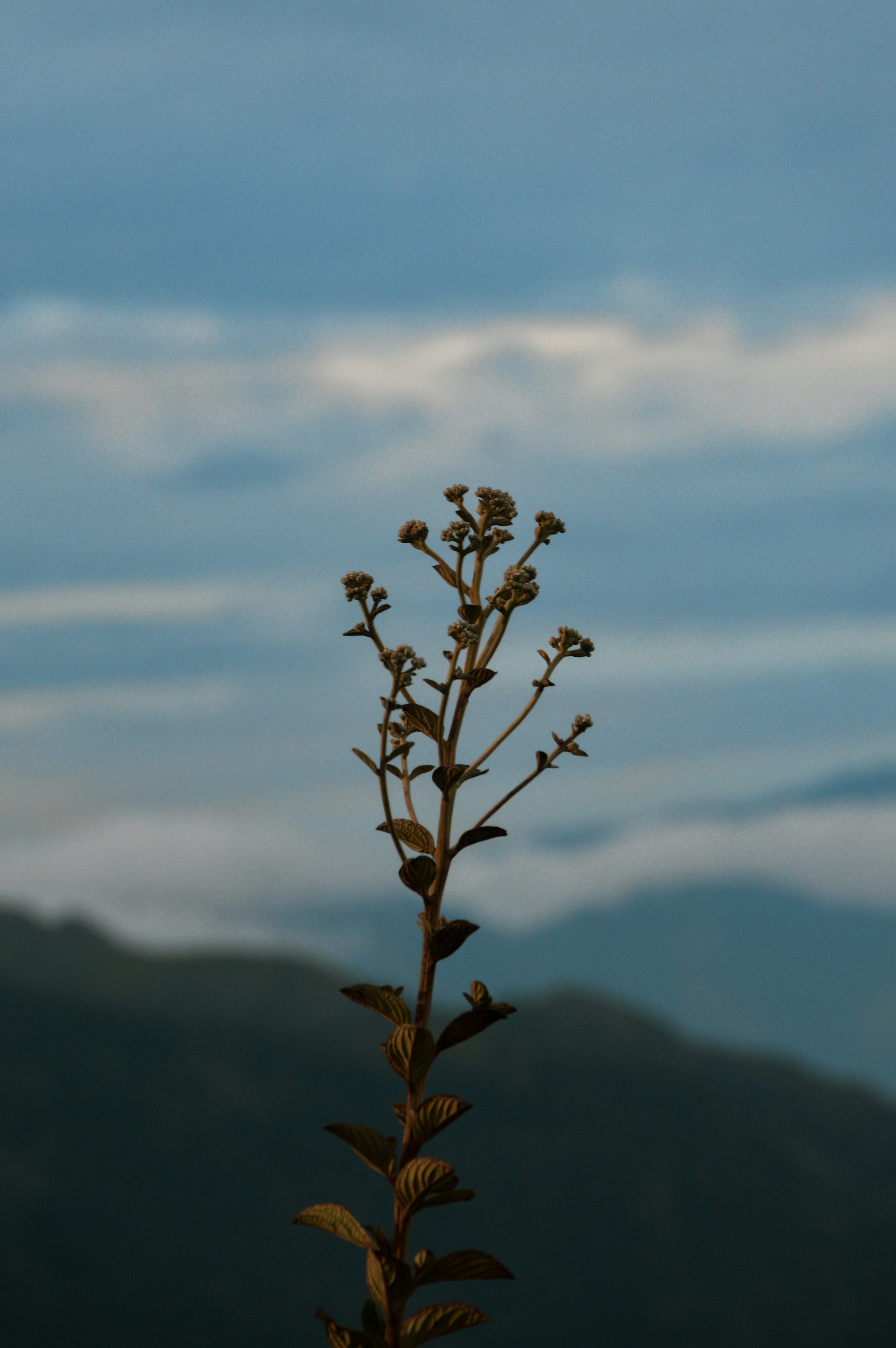 Photo by achalsubash