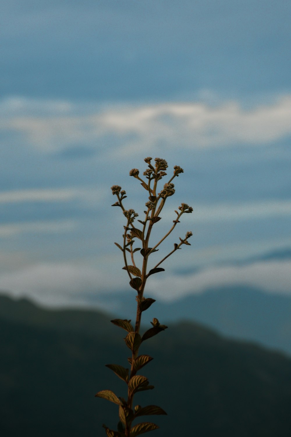 a plant with leaves