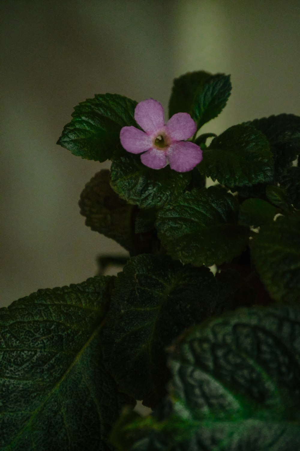 a purple flower on a plant