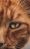 A close-up view of a domestic cat's eye, showcasing detailed fur texture and sharp greenish eye with a vertical slit pupil.