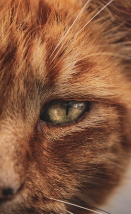 A close-up view of a domestic cat's eye, showcasing detailed fur texture and sharp greenish eye with a vertical slit pupil.