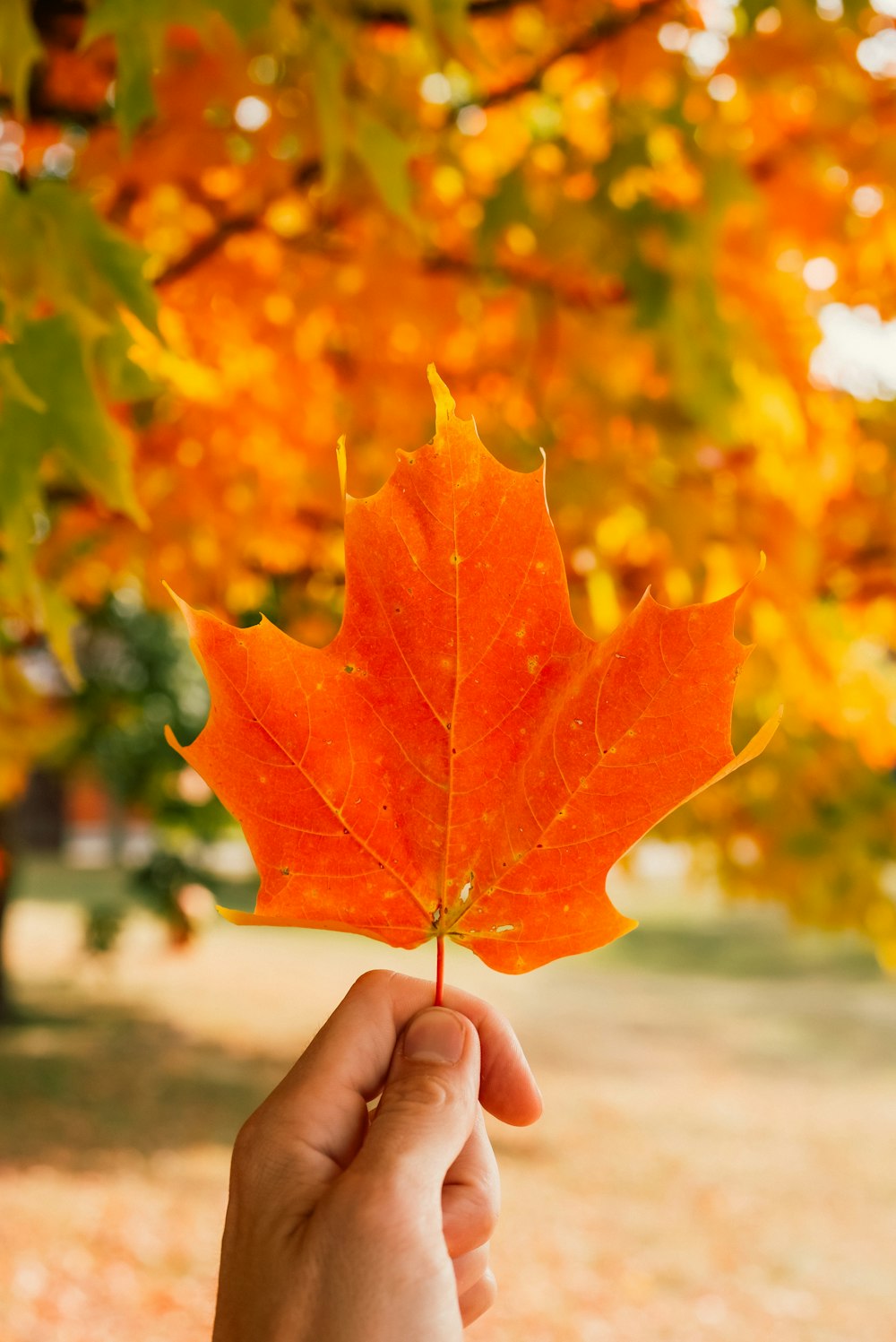 a hand holding a leaf