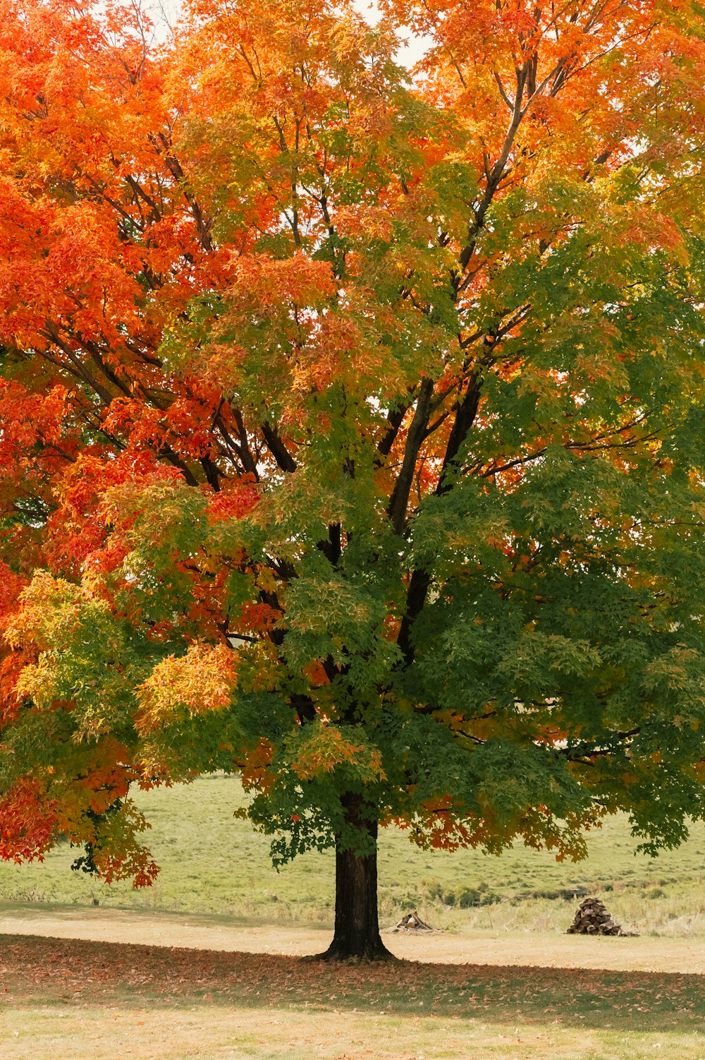 a tree with orange leaves